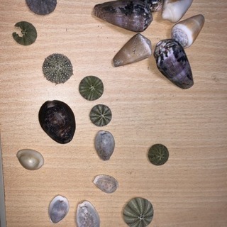 宝貝、ウニの骨格標本、巻貝、インテリア、工作、研究に。