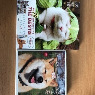 柴犬まるとのせ猫