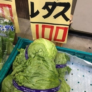 レタス 100円