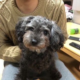 トイ・プードル くーちゃん - 犬