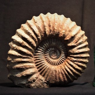 北海道産アンモナイト化石　6.0㎏　Φ25㎝