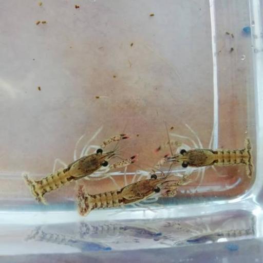 ザリガニ　ウォチタ1ペア(オス、メス)　約３センチ