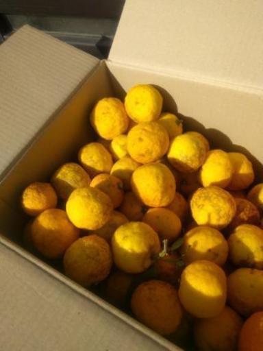 先着1名 訳あり 花柚子 本柚子 オマケ 110個以上 Ogawa 飯倉のその他の中古あげます 譲ります ジモティーで不用品の処分 先着1名 訳あり 花柚子 本柚子 オマケ 110個以上 Ogawa 飯倉のその他の中古あげます 譲ります ジモティーで不用品の処分