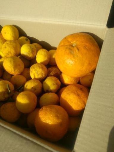 先着1名 訳あり 花柚子 本柚子 オマケ 110個以上 Ogawa 飯倉のその他の中古あげます 譲ります ジモティーで不用品の処分 先着1名 訳あり 花柚子 本柚子 オマケ 110個以上 Ogawa 飯倉のその他の中古あげます 譲ります ジモティーで不用品の処分