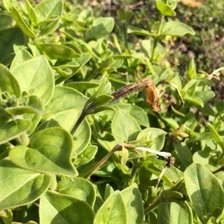 植物いろいろ    もらってください！