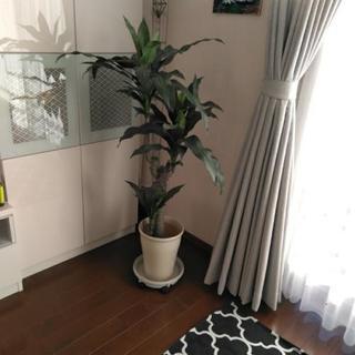 【取引中】ニトリ観葉植物 フェイクグリーン ドラセナ 130cm