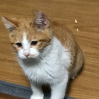 【里親さん決定】茶白の男の子(５ヶ月くらい) - 猫