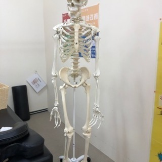 人体骨格模型 | amidomil.com.br