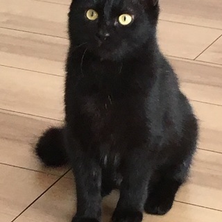 人なればっちり　黒猫のキキちゃん　6か月