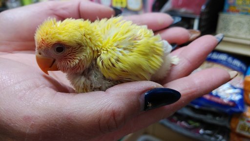 小桜インコ 雛 りゅうちゃん 小野のその他のペットの無料広告 無料掲載の掲示板 ジモティー