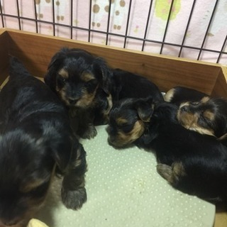ヨーキー5兄妹!フィンガー5です。