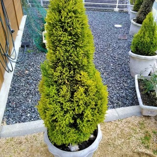 【限定セール！】 ☆高さ130㎝!・玄関などのエクステリアとして・鉢入りのゴールド その他