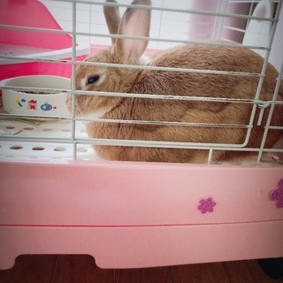 ネザーランドドワーフ一歳2ヶ月のうさぎ あぢぃ 豊橋のその他の里親募集 ジモティー