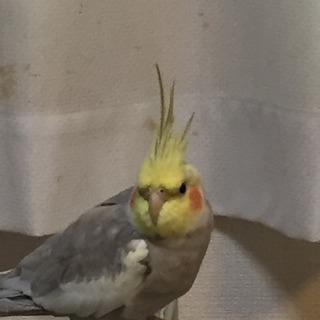 急募 オカメインコ1歳半 オス