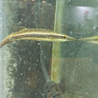 クロコダイルフィッシュ 「ブルースポット」 熱帯魚 魚 生体 値下げ