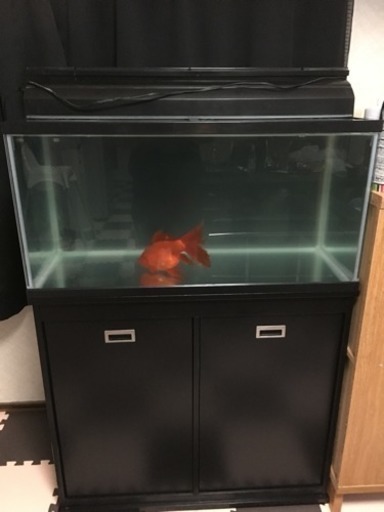 水槽お買い得セット 早いもの勝ち
