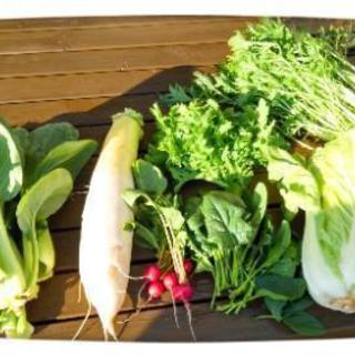 無農薬野菜❗️山梨の３代目農家❗️