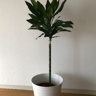 観葉植物 幸福の木 ドラセナ
