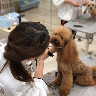 ✂︎トリマーさん募集✂︎