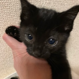 黒子猫ﾁｬﾝ☆里親募集中の画像