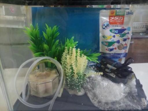 値下げ 小さめの水槽 アクアリウムセット うめ 目黒の家電の中古あげます 譲ります ジモティーで不用品の処分