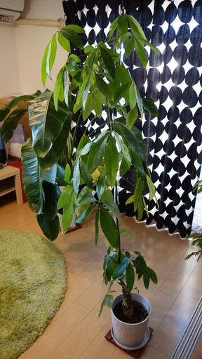 観葉植物パキラ 生え際の魔術師 原木中山のその他の中古あげます 譲ります ジモティーで不用品の処分