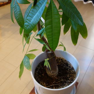 観葉植物パキラ 生え際の魔術師 原木中山のその他の中古あげます 譲ります ジモティーで不用品の処分 観葉植物パキラ 生え際の魔術師 原木中山のその他の中古あげます 譲ります ジモティーで不用品の処分