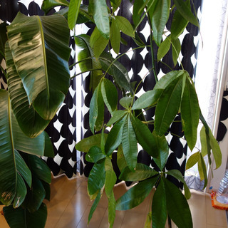 観葉植物パキラ 生え際の魔術師 原木中山のその他の中古あげます 譲ります ジモティーで不用品の処分 観葉植物パキラ 生え際の魔術師 原木中山のその他の中古あげます 譲ります ジモティーで不用品の処分