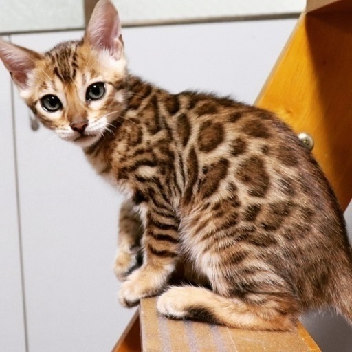 ベンガル猫買取 ベンガル猫を買取ます Benlove 池袋の猫の無料広告 無料掲載の掲示板 ジモティー