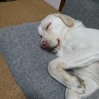 優しい飼い主様を探してます。 − 静岡県