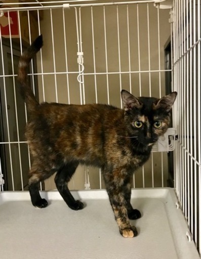 可愛い子猫の里親募集 おちか 豊田の猫の里親募集 ジモティー