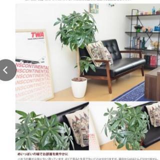 パキラ　観葉植物植物(造花) 再出品