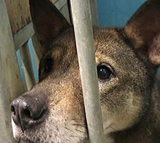 松山市保健所 至急 新しい飼い主さんを探しています みかん 松山のその他の里親募集 ジモティー