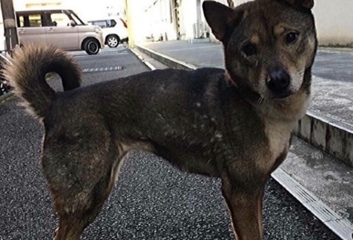 松山市保健所 至急 新しい飼い主さんを探しています みかん 松山のその他の里親募集 ジモティー