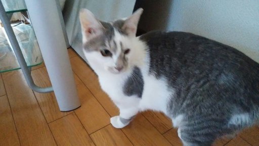 猫さん達に甘えて可愛がられている子 Kawa 坪井の猫の里親募集 ジモティー 猫さん達に甘えて可愛がられている子 Kawa 坪井の猫の里親募集 ジモティー
