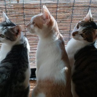 猫さん達に甘えて可愛がられている子 Kawa 坪井の猫の里親募集 ジモティー 猫さん達に甘えて可愛がられている子 Kawa 坪井の猫の里親募集 ジモティー