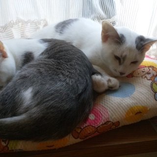 猫さん達に甘えて可愛がられている子 Kawa 坪井の猫の里親募集 ジモティー 猫さん達に甘えて可愛がられている子 Kawa 坪井の猫の里親募集 ジモティー