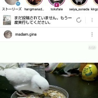 迷子セキセイインコ探してます