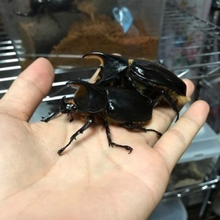 中古サタンオオカブトが無料 格安で買える ジモティー 中古サタンオオカブトが無料 格安で買える ジモティー