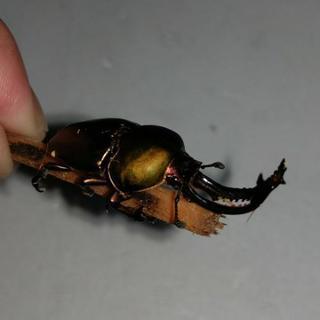 パプアキンイロクワガタ幼虫