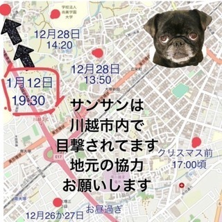 川越市内で迷子犬を探してます。の画像
