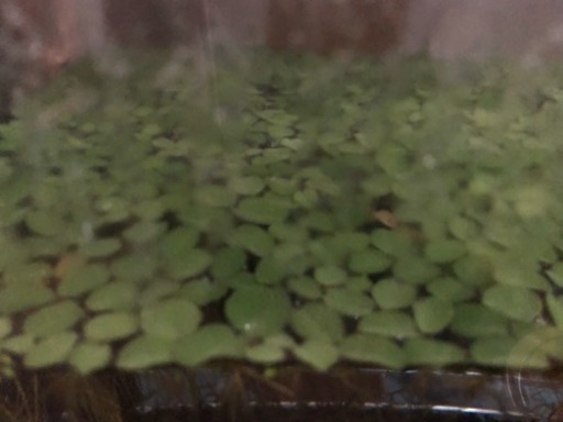 サルビニア 浮き草 メダカ飼育や水槽のアクセントに 熱帯魚 アクアリウム Aquapet 神戸のその他の中古あげます 譲ります ジモティーで不用品の処分 サルビニア 浮き草 メダカ飼育や水槽のアクセントに 熱帯魚 アクアリウム Aquapet 神戸のその他の中古あげます 譲ります ジモティーで不用品の処分