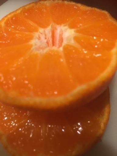 大津みかん大玉 50㎏！