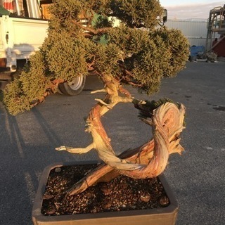 真柏盆栽 | semente-cdp.pt