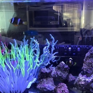 海水魚 水槽 飼育セット