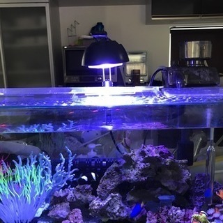 海水魚 水槽 飼育セット