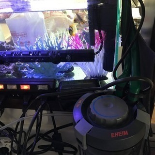 海水魚 水槽 飼育セット