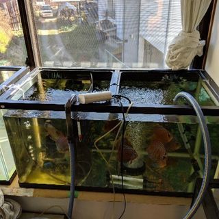 WILDディスカス　ペア