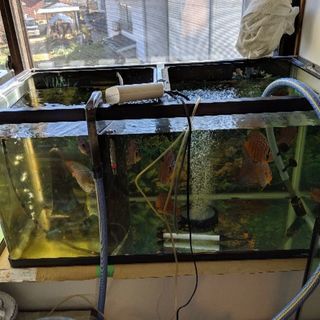 WILDディスカス　ペア