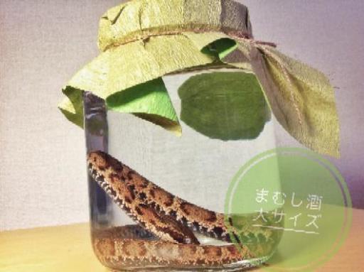 【天然まむし酒（大）約900ml】残りわずか！！